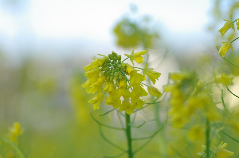 黄色の絶景！美しい菜の花畑