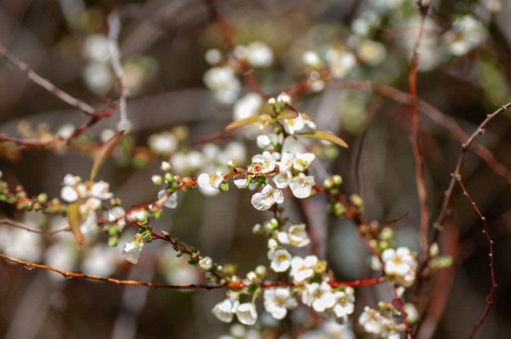 ユキヤナギ（学名：Spiraea thunbergii）