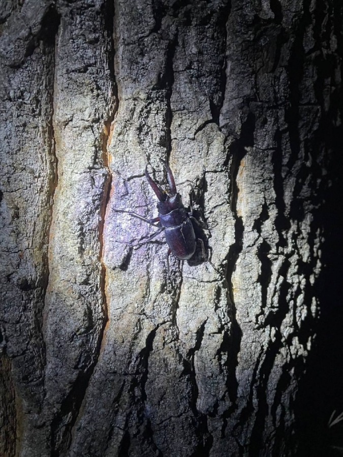 里山でカブトムシ、クワガタムシをつかまえよう