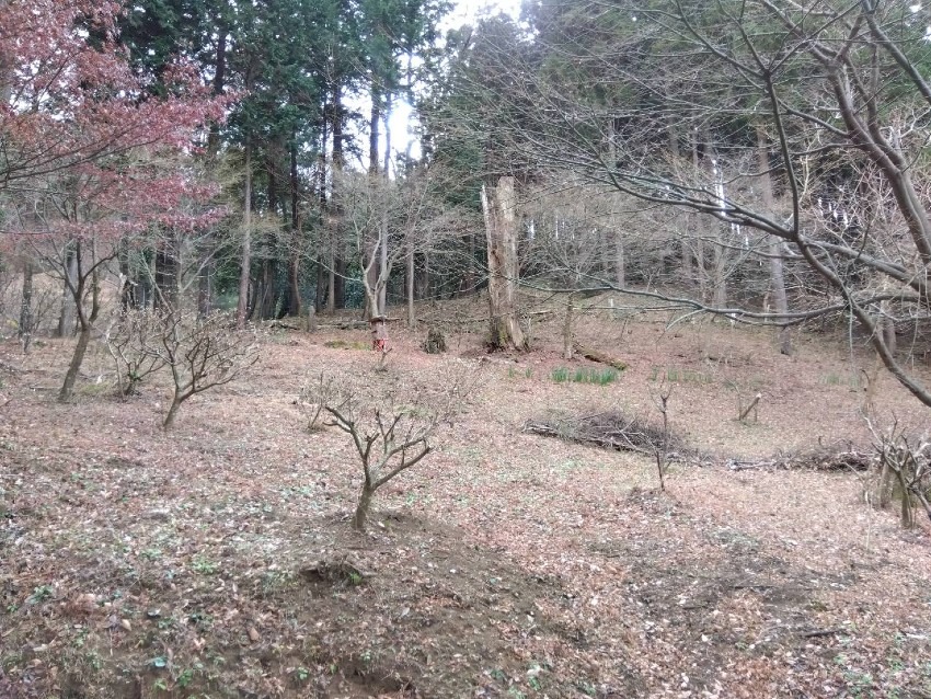 向山林道　みつまたの会　の活動地を訪問しました