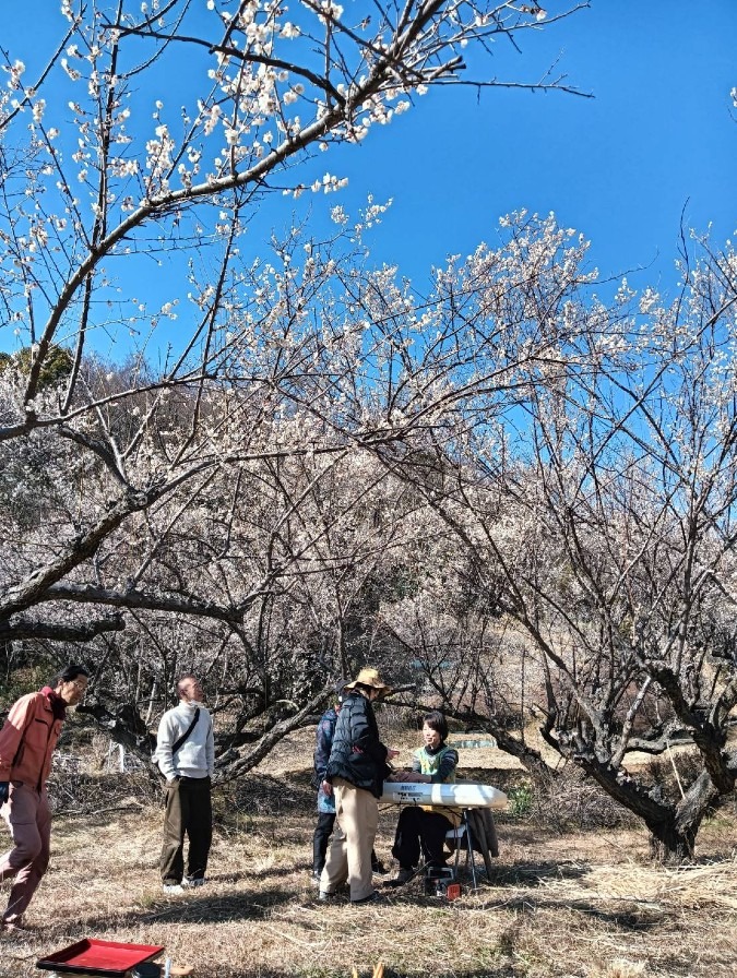 梅のお花見